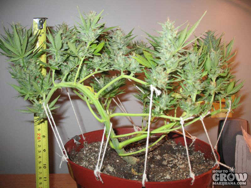 marijuana-plant-training