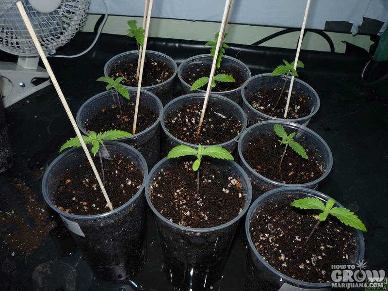 marijuana-seedling-support