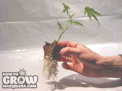 marijuana-transplanting-seedlings